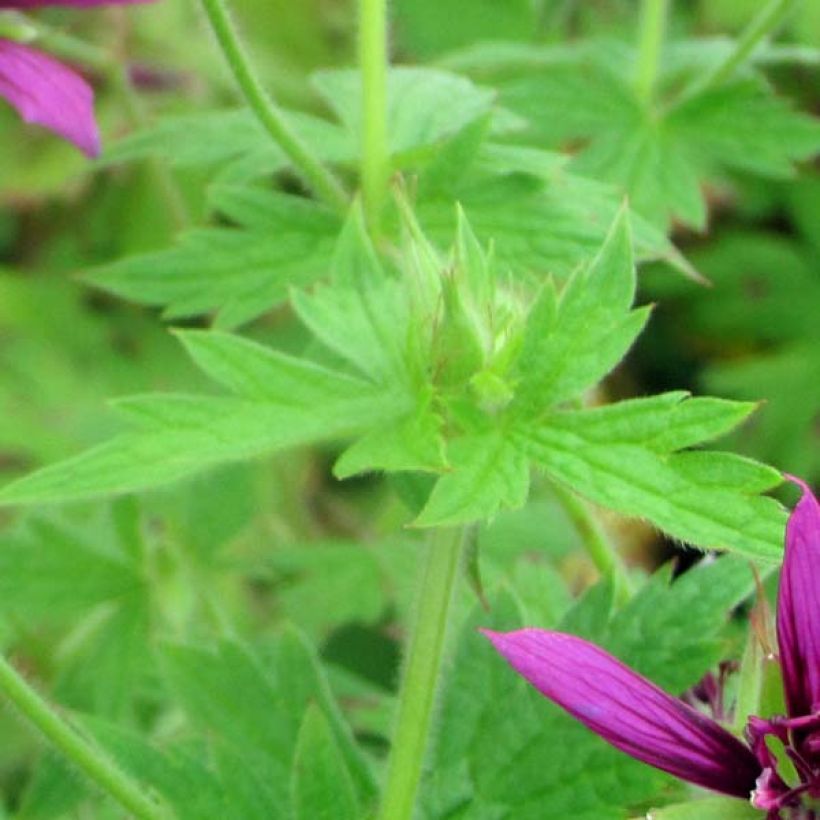 Geranium psilostemon Catherine Deneuve (Fogliame)