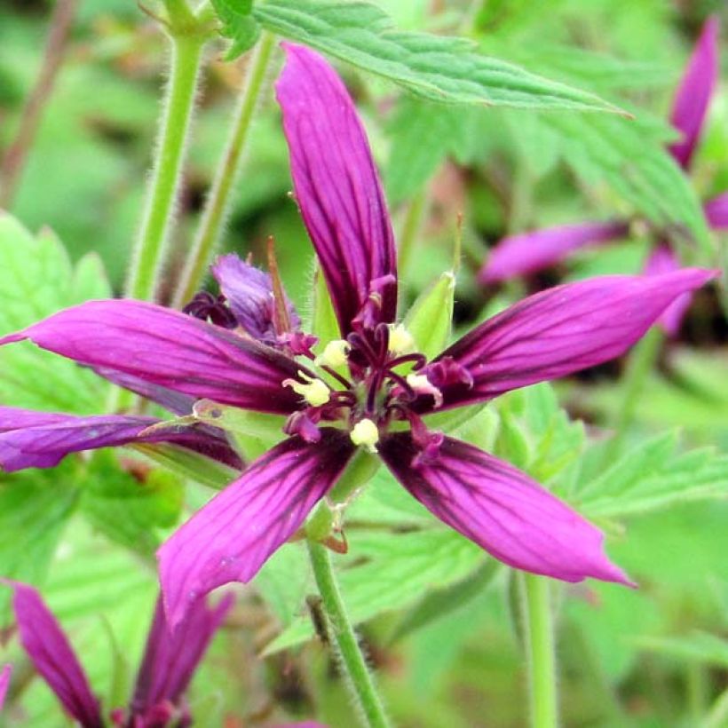 Geranium psilostemon Catherine Deneuve (Fioritura)