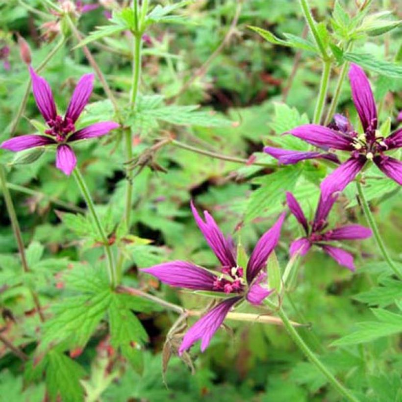 Geranium psilostemon Catherine Deneuve (Porto)