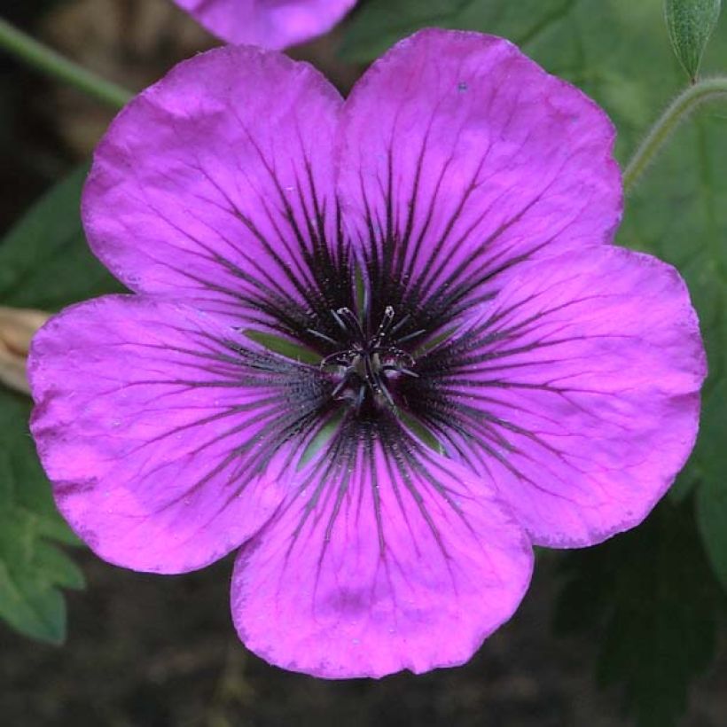 Geranium Dragon Heart (Fioritura)