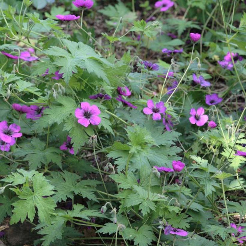 Geranium Dragon Heart (Porto)