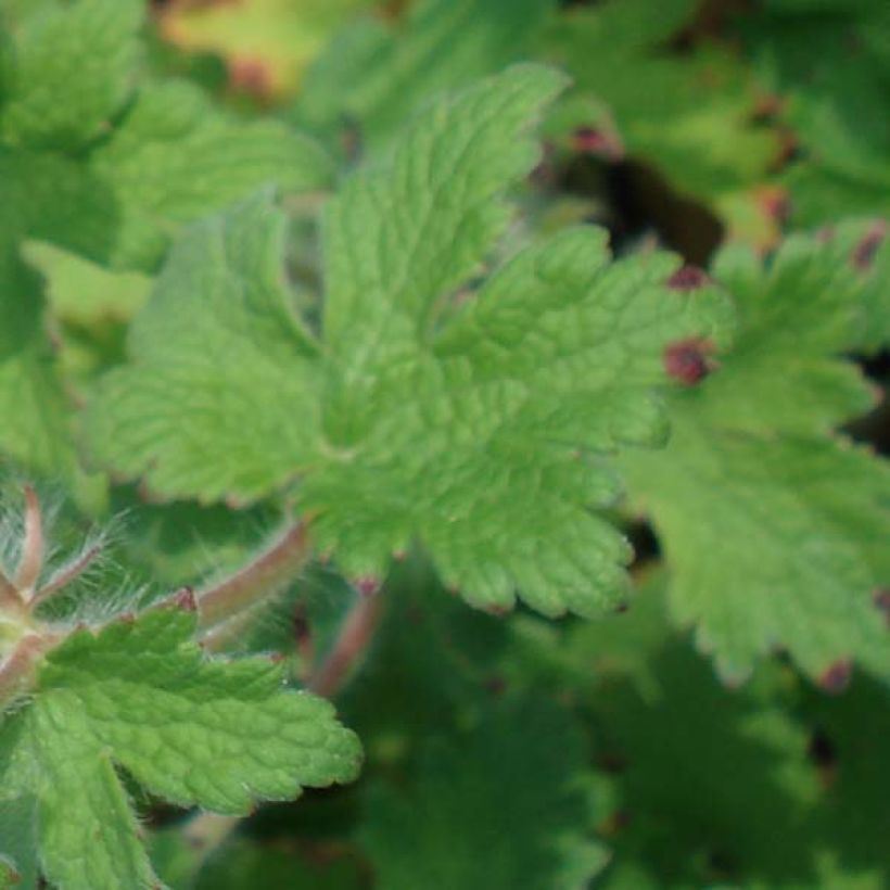 Geranium ibericum (Fogliame)