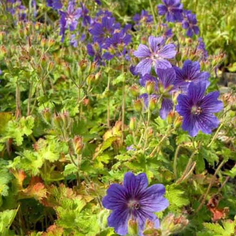 Geranium ibericum (Porto)