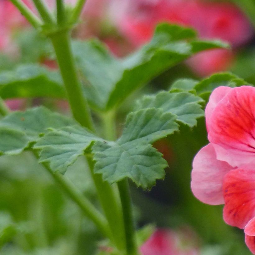 Pelargonium Paton's Unique - Geranion odoroso (Fogliame)