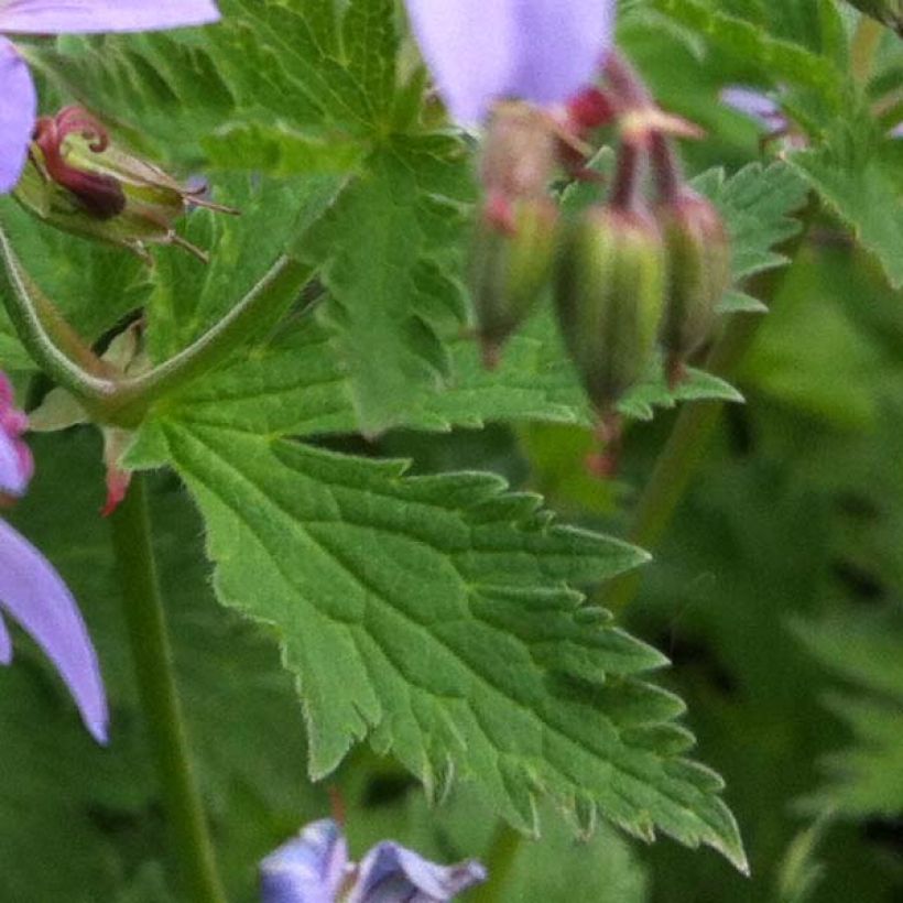 Geranium sylvaticum Prelude - Geranio silvano (Fogliame)