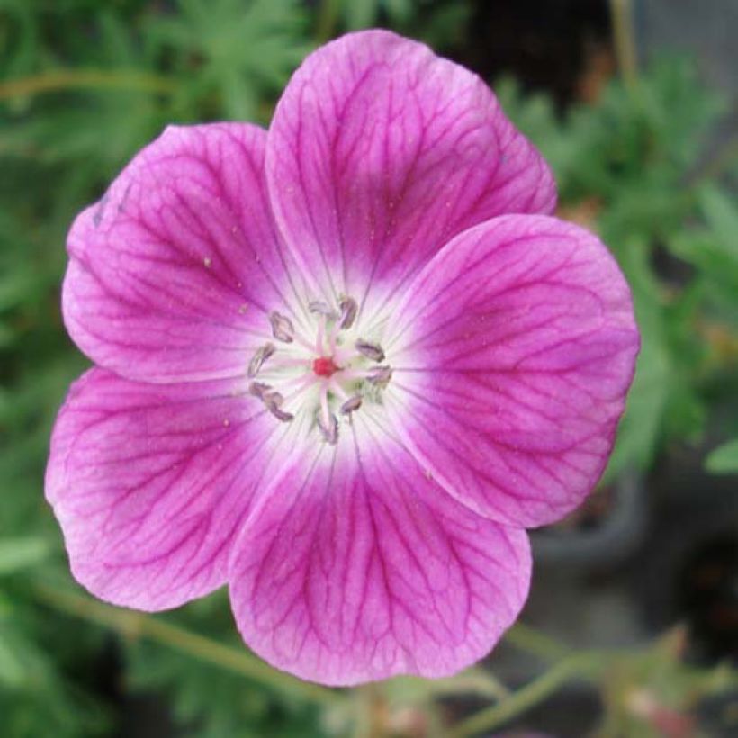 Geranium sanguineum Elke - Geranio sanguigno (Fioritura)