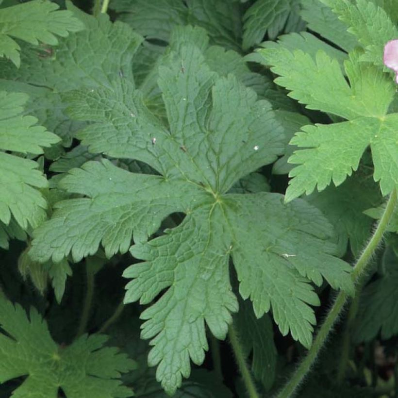 Geranium Sirak (Fogliame)