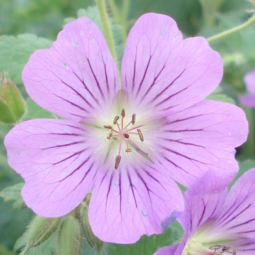 Geranium Sirak (Fioritura)