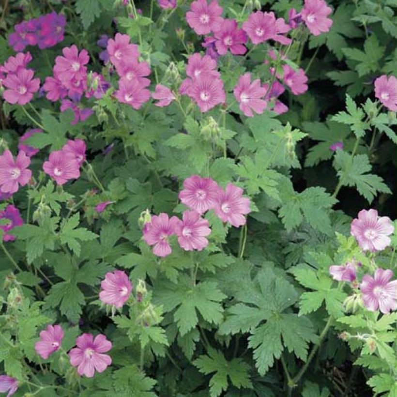 Geranium Sirak (Porto)