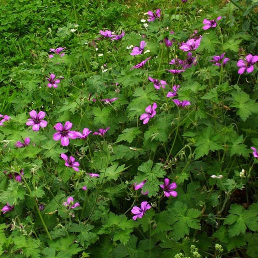 Geranium Sue Crûg (Porto)