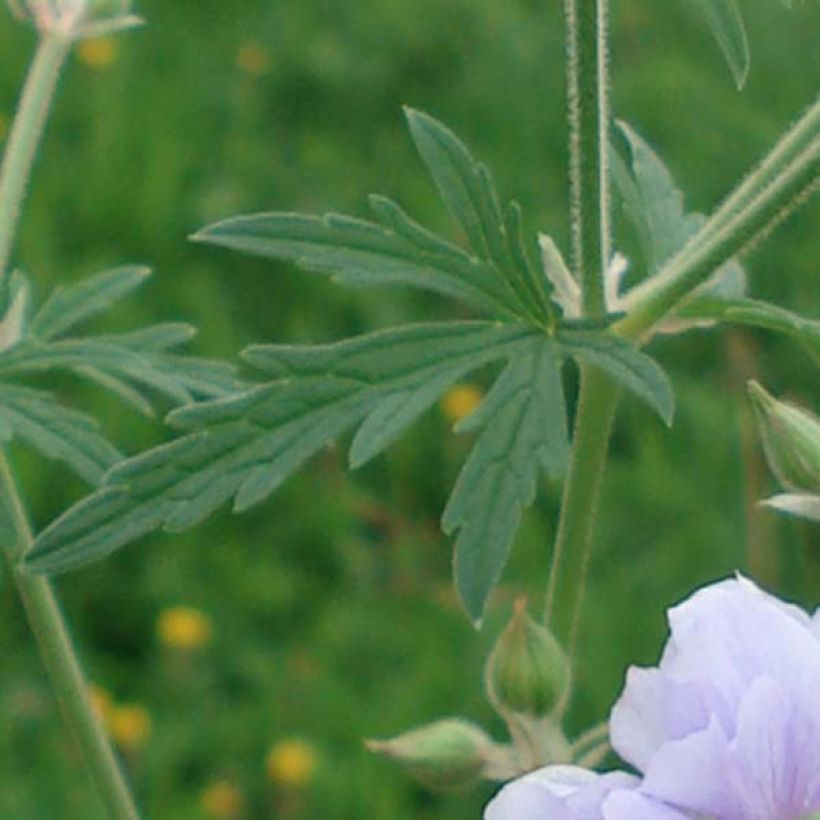 Geranium pratense Summer Skies - Geranio dei prati (Fogliame)