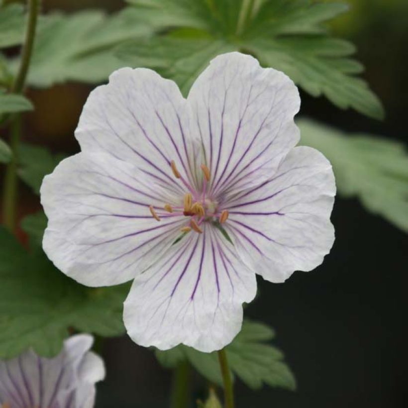 Geranium himalayense Derrick Cook (Fioritura)