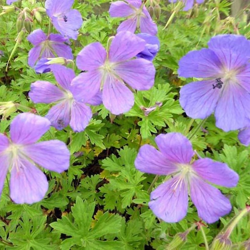 Geranium himalayense Irish Blue (Fogliame)