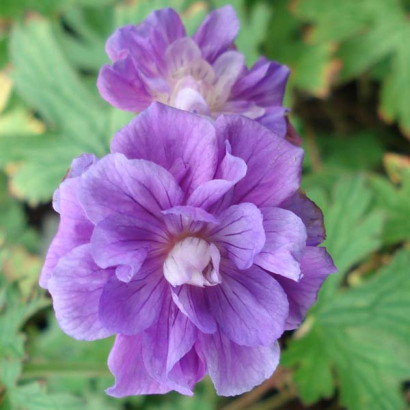 Geranium himalayense Plenum (Fioritura)