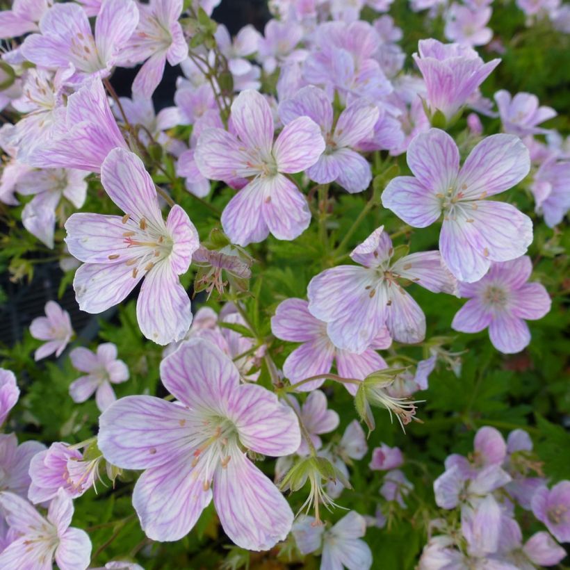 Geranium Melinda (Fioritura)