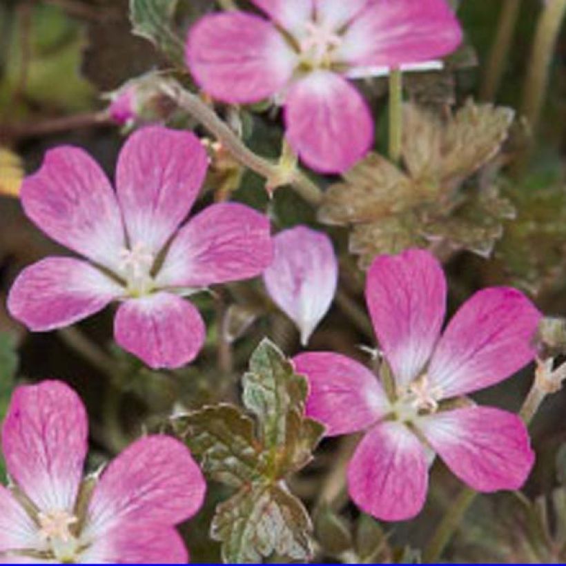 Geranium oxonianum Orkney Cherry (Fioritura)