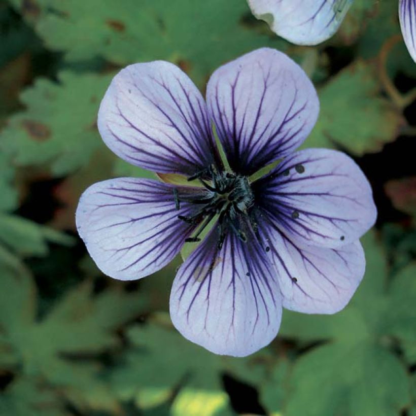 Geranium Salomé (Fioritura)