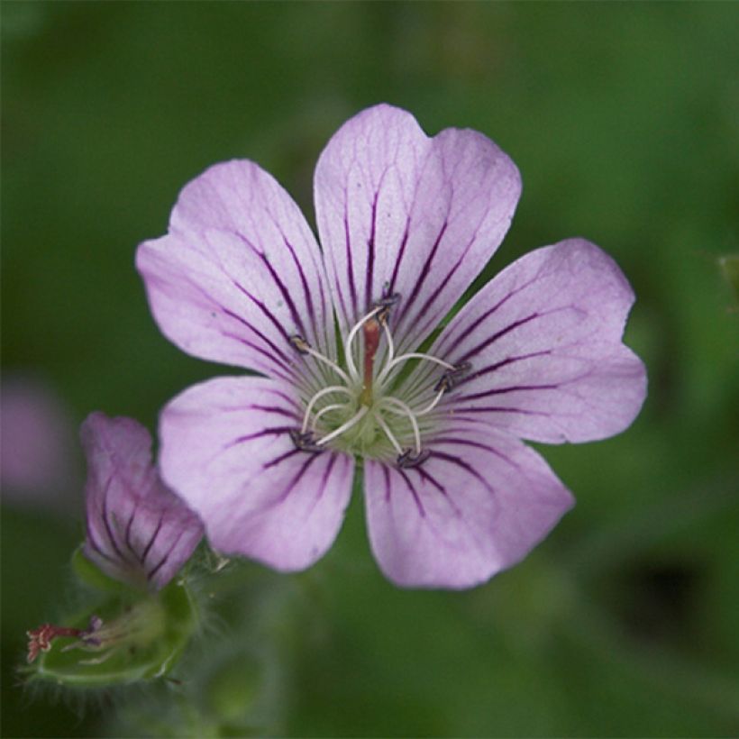 Geranium Karen Wouters (Fioritura)