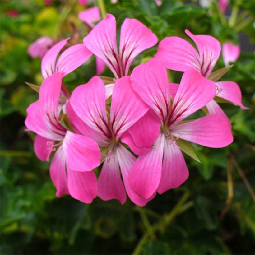 Geranio edera Balcon Desrumeaux (Fioritura)