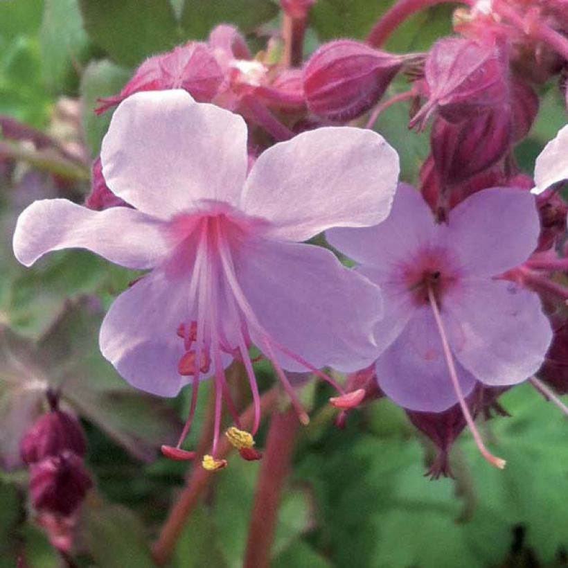 Geranium macrorrhizum Olympos (Fioritura)