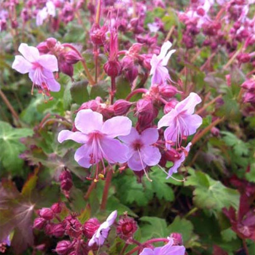 Geranium macrorrhizum Olympos (Porto)