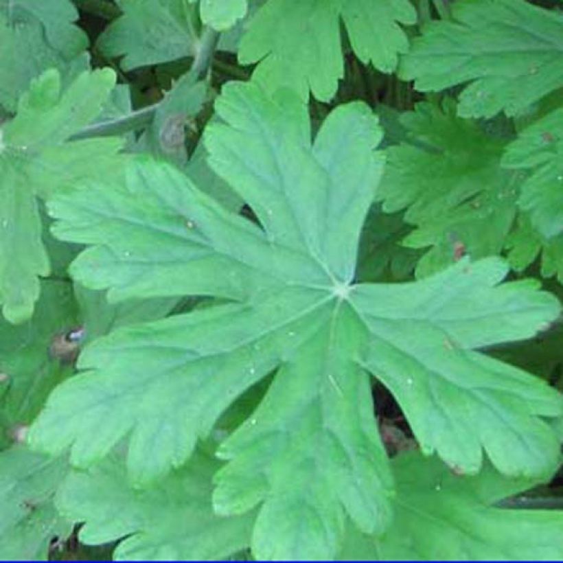 Geranium macrorrhizum Czakor (Fogliame)