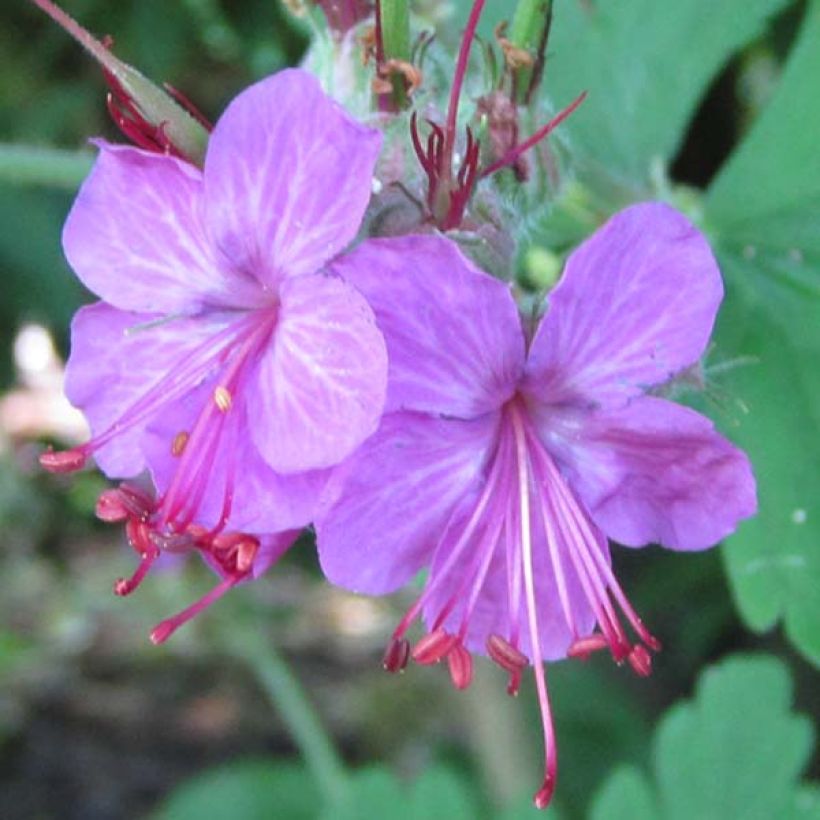 Geranium macrorrhizum Czakor (Fioritura)