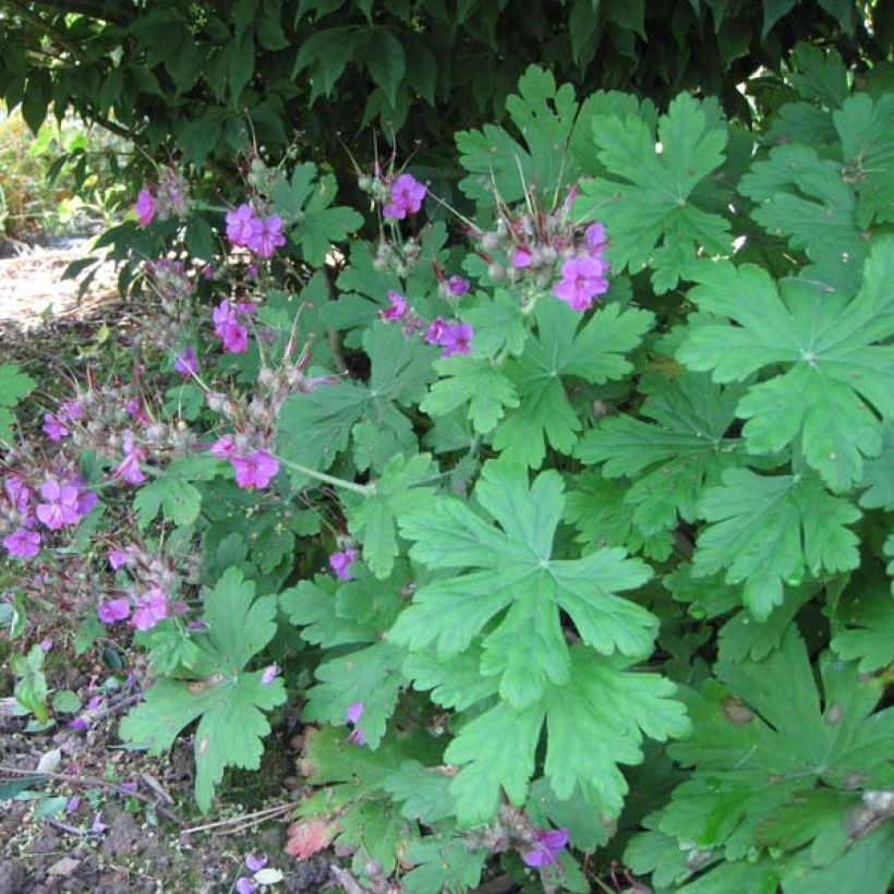 Geranium macrorrhizum Czakor (Porto)