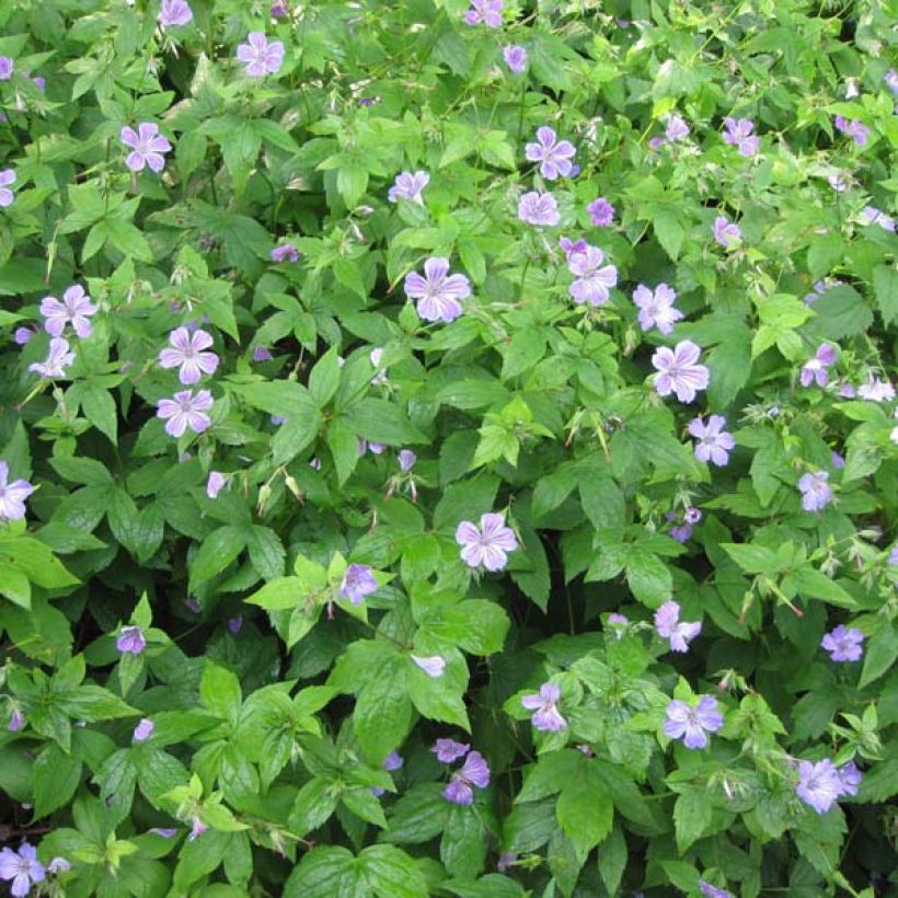 Geranium nodosum - Geranio nodoso (Porto)