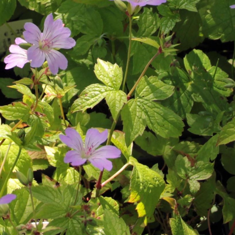 Geranium nodosum Simon - Geranio nodoso (Fogliame)