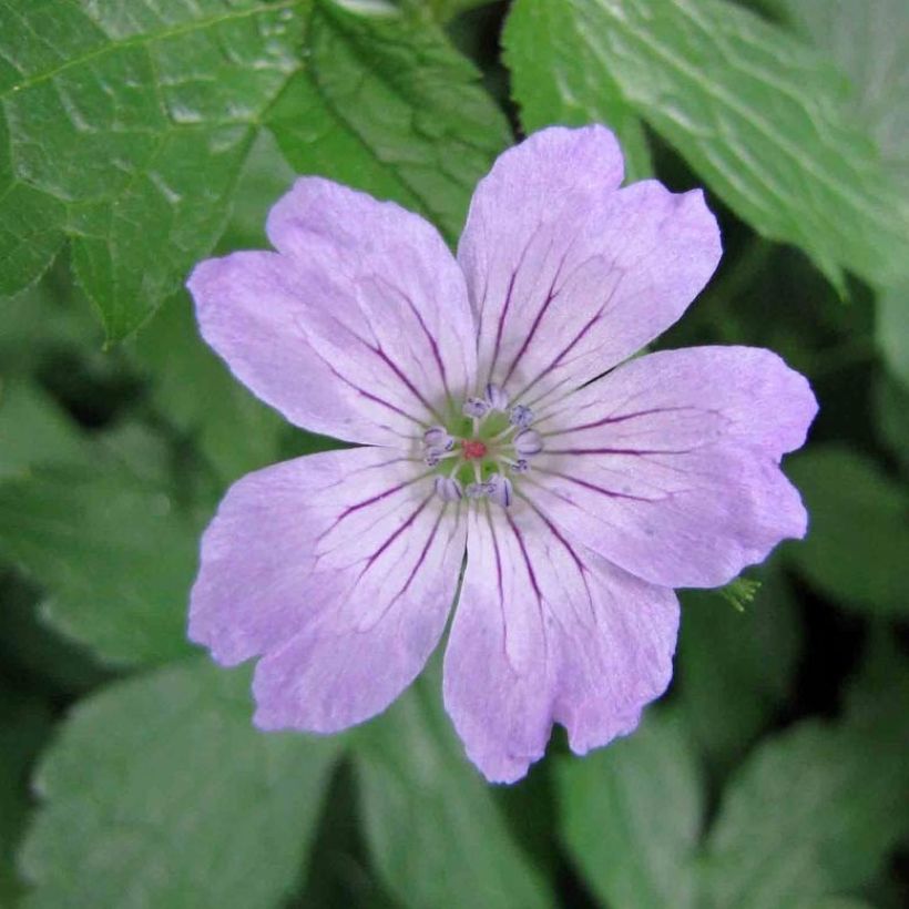 Geranium nodosum Simon - Geranio nodoso (Fioritura)