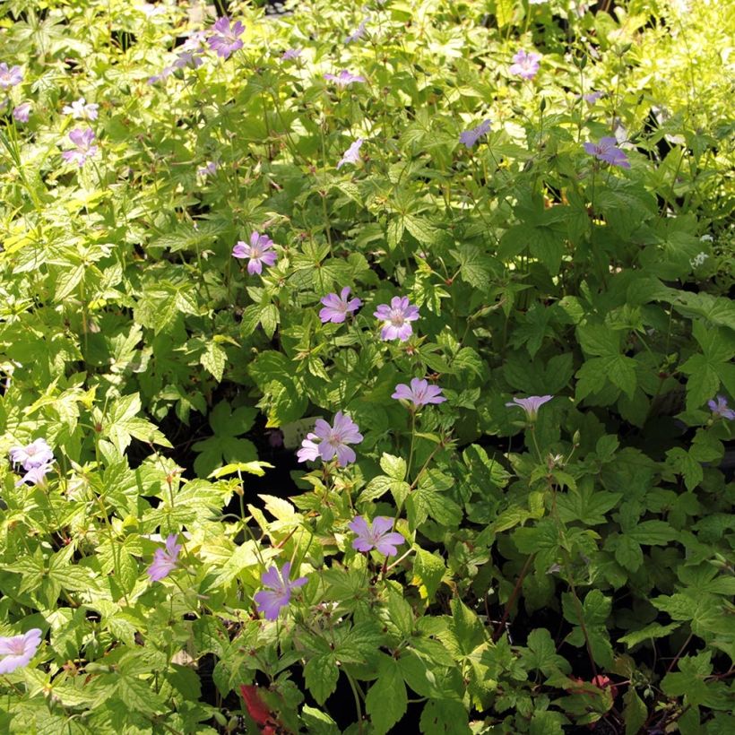 Geranium nodosum Simon - Geranio nodoso (Porto)