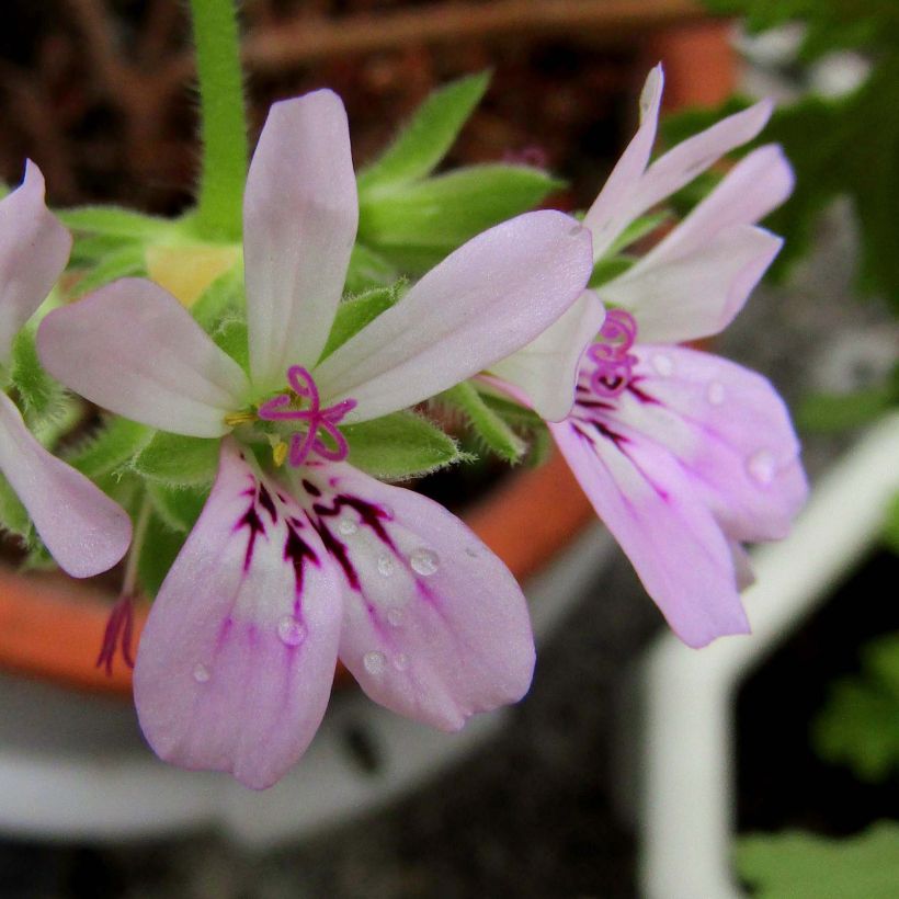 Pelargonium capitatum - Geranio capitato (Fioritura)