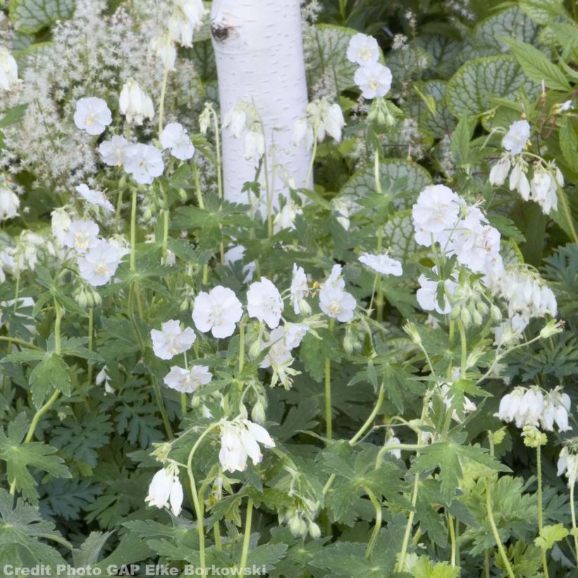 Geranium phaeum Album - Geranio stellato (Porto)