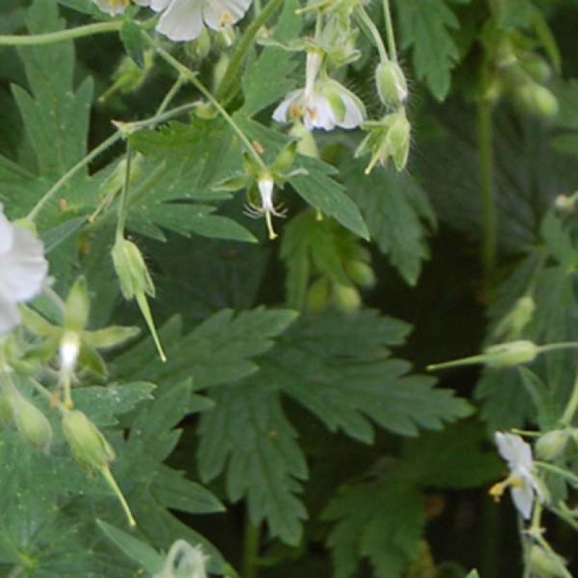 Geranium phaeum Album - Geranio stellato (Fogliame)