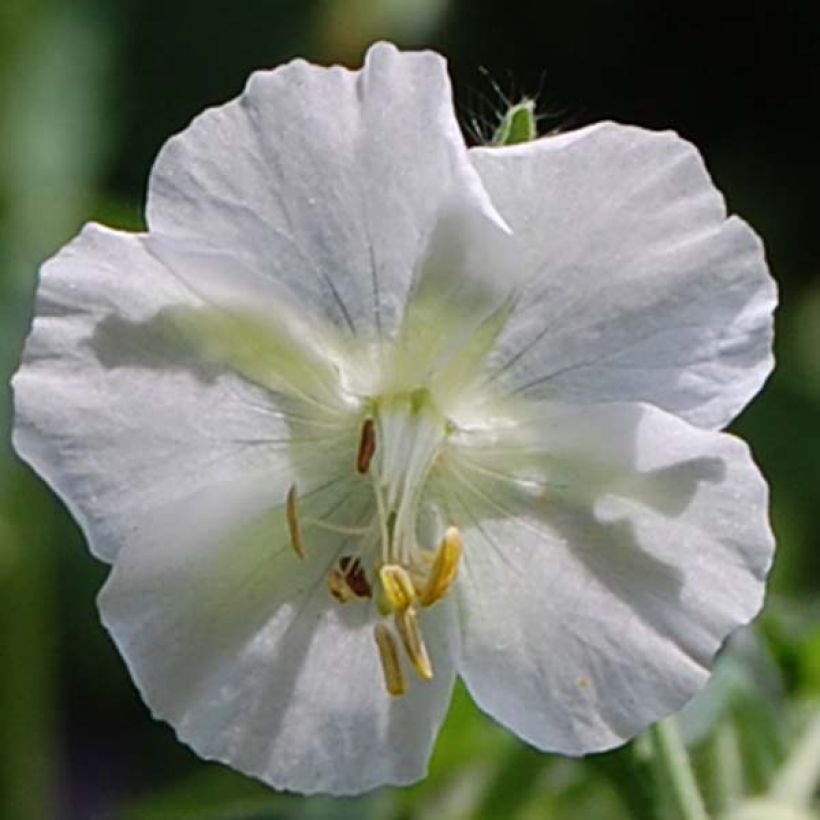 Geranium phaeum Album - Geranio stellato (Fioritura)