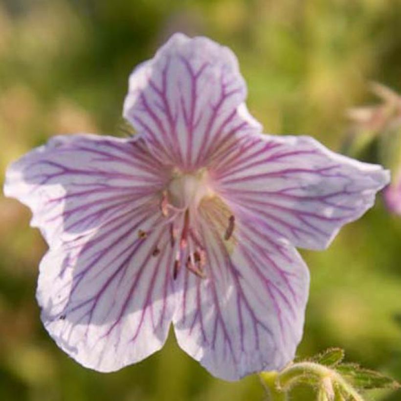 Geranium pratense Ilja - Geranio dei prati (Fioritura)