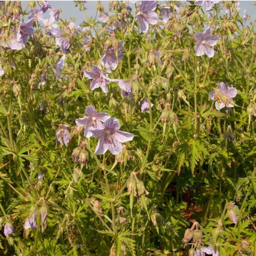 Geranium pratense Ilja - Geranio dei prati (Porto)