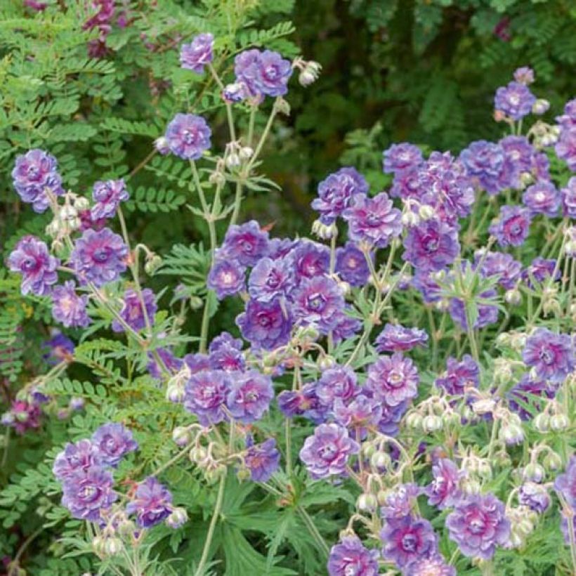 Geranium himalayense Plenum (Porto)