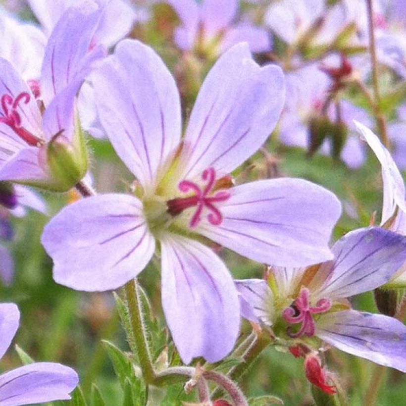 Geranium sylvaticum Prelude - Geranio silvano (Fioritura)