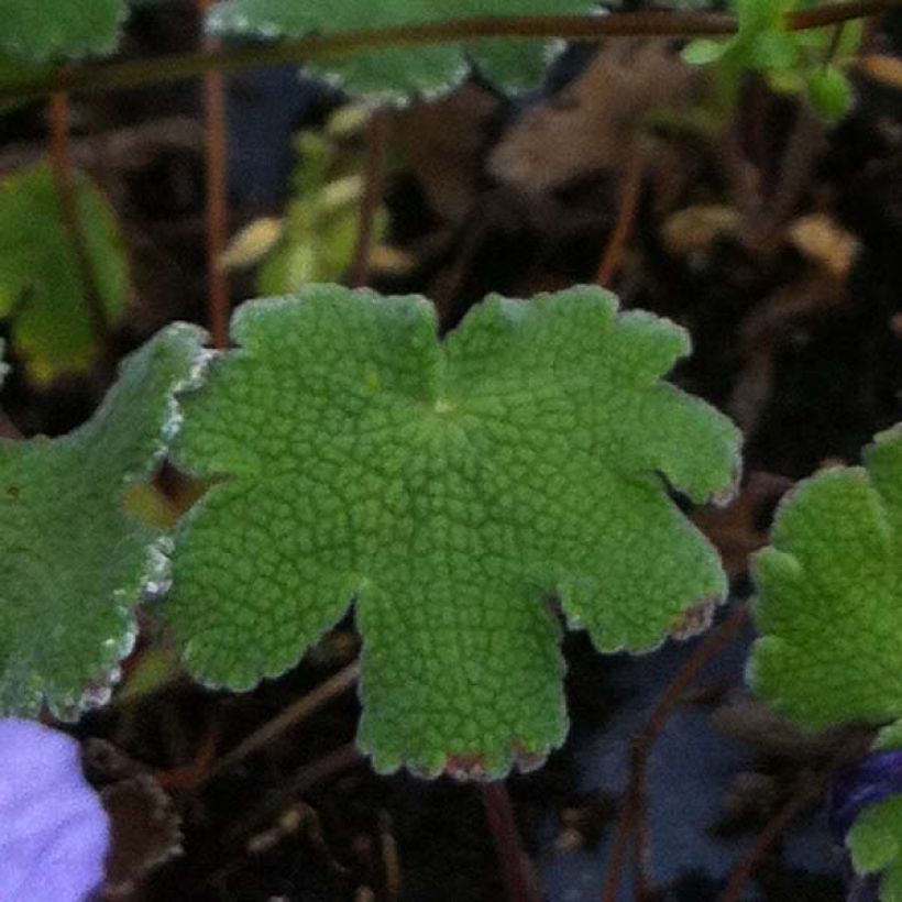 Geranium renardii Tcschelda (Fogliame)