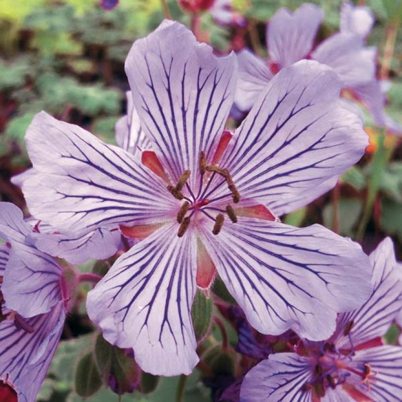 Geranium renardii Tcschelda (Fioritura)