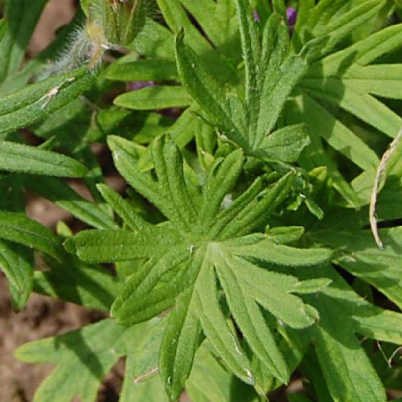 Geranium sanguineum - Geranio sanguigno (Fogliame)