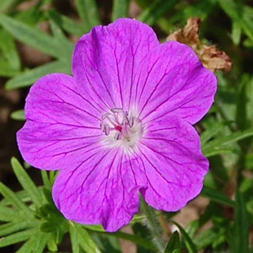 Geranium sanguineum - Geranio sanguigno (Fioritura)