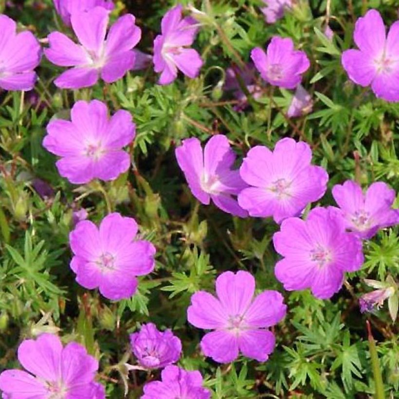 Geranium sanguineum Aviemore - Geranio sanguigno (Fogliame)