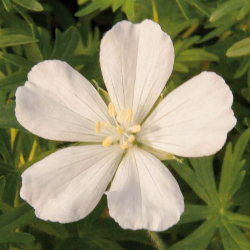 Geranium sanguineum Album - Geranio sanguigno (Fioritura)