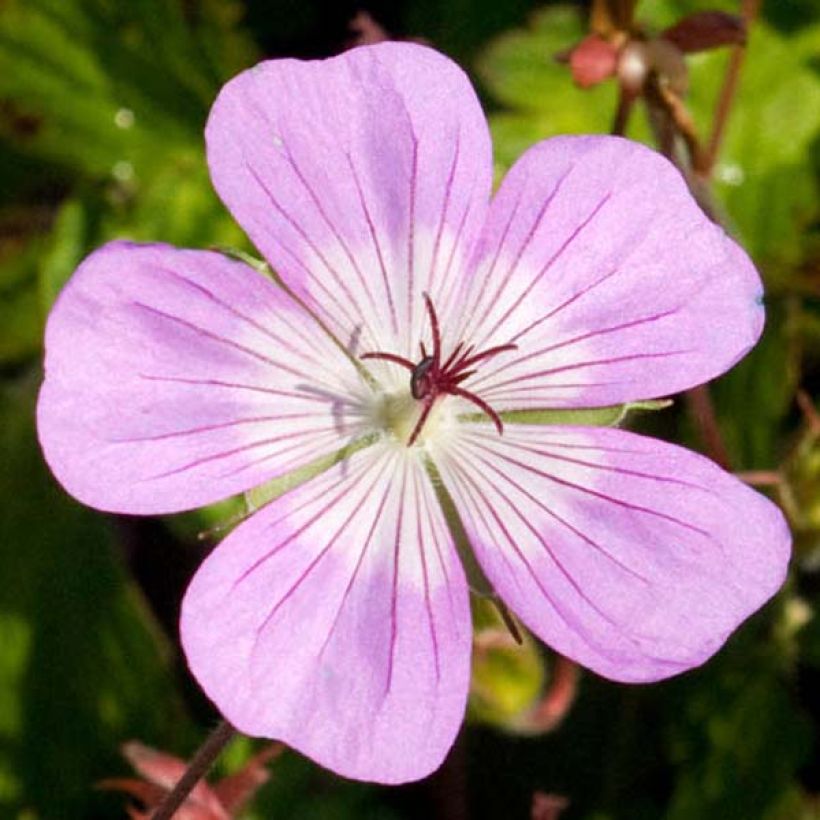 Geranium Silvias Surprise (Fioritura)