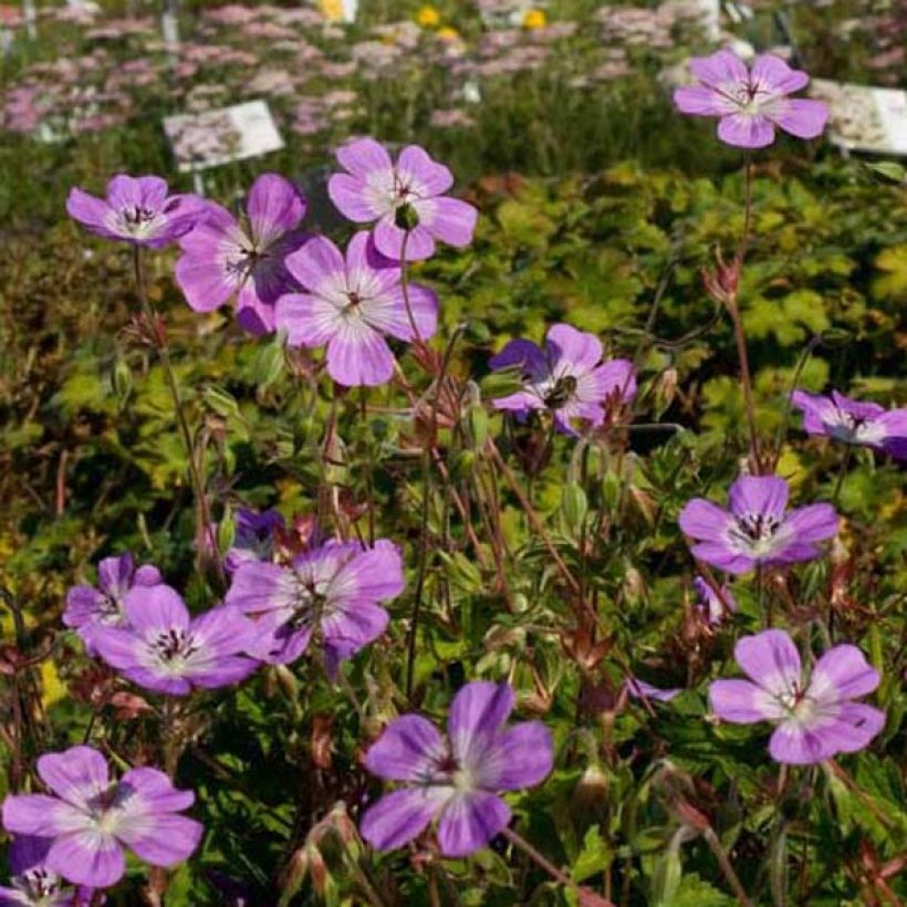 Geranium Silvias Surprise (Porto)