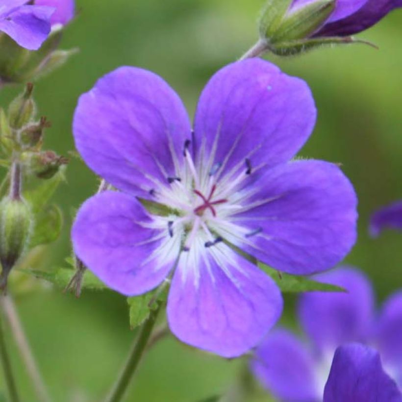 Geranium sylvaticum Ice Blue - Geranio silvano (Fioritura)