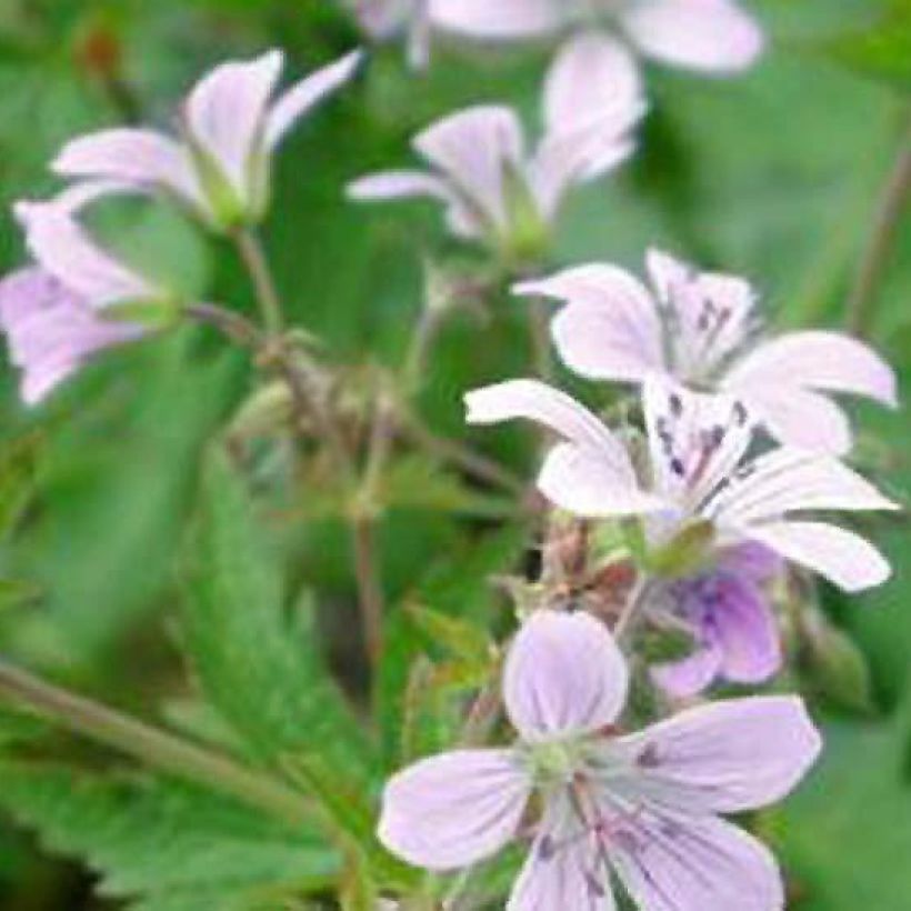 Geranium sylvaticum var. wanneri - Geranio silvano (Fioritura)